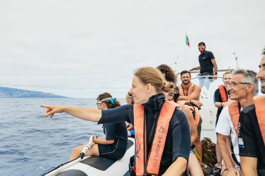 From Funchal: Whales and Dolphin Adventure Tour - Price and value: what $58 buys you in Madeira