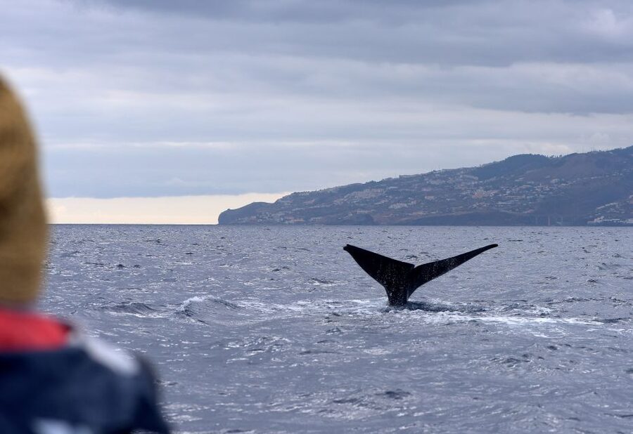 From Machico: Madeira Whale and Dolphin Watching Boat Tour - The Marine Biologist Setup: Safety First, Then Sea Life