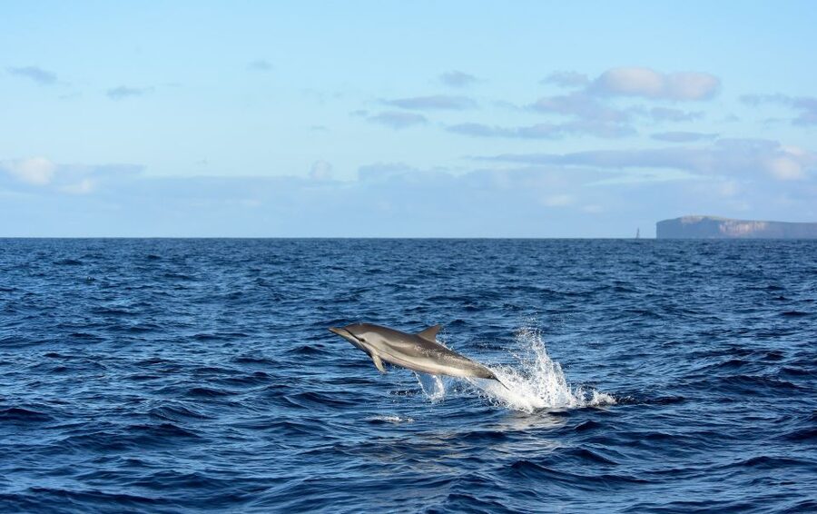 From Machico: Madeira Whale and Dolphin Watching Boat Tour - Meeting at Marina Machico: Where You Start and What Changes Fast