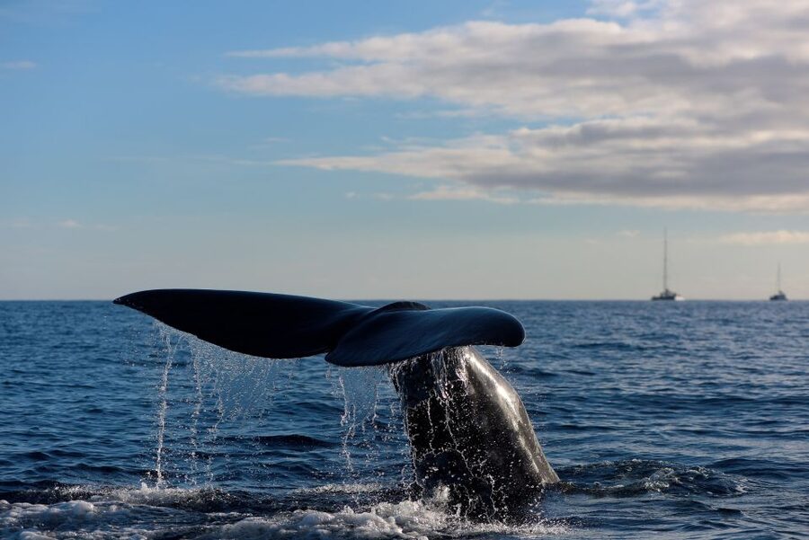 From Machico: Madeira Whale and Dolphin Watching Boat Tour - The 2 to 2.5 Hour Boat Hunt: What You Do Out on the Water