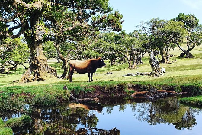 Full Day Jeep Safari Tour to Porto Moniz and Cabo Girão - Porto Moniz: Natural Volcanic Pools Plus Lunch Time