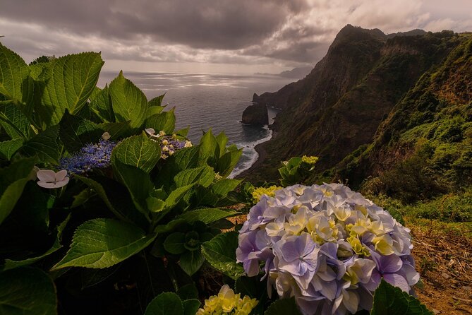 Full Day Madeira Island Tour - Open Roof - Fanal forest at Posto Florestal, misty trees and a quiet pause