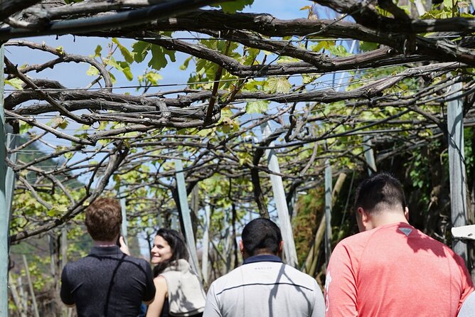 Full-Day Madeira Wine Tasting Tour with Lunch - Lunch at a vineyard: where the breaks actually help