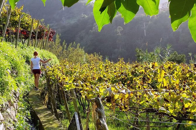 Full-Day Madeira Wine Tasting Tour with Lunch - Your day, in plain terms: 8 hours and a small group