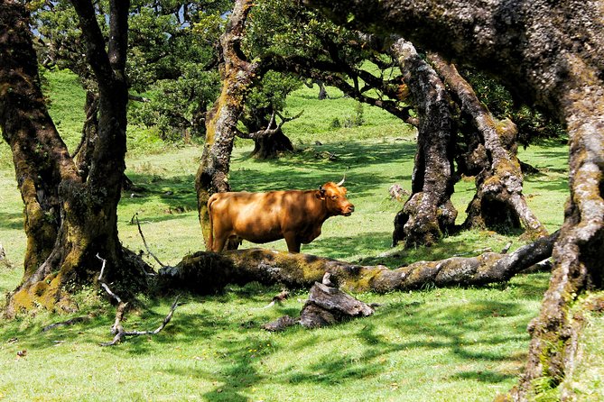 Full Day Private 4x4 Tour in West Madeira with Local Guide - Seixal beaches and natural pools, plus a good reason to take your shoes off