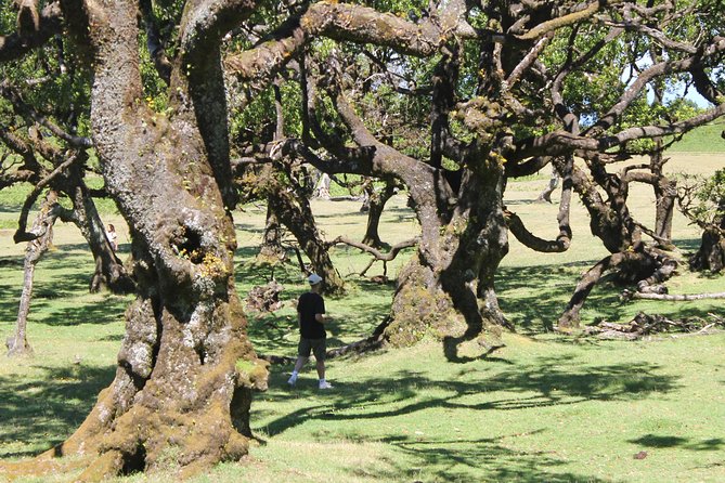 Full-Day Small Group Jeep Safari Tour from Funchal - Northeast day: traditional houses plus a rum factory stop