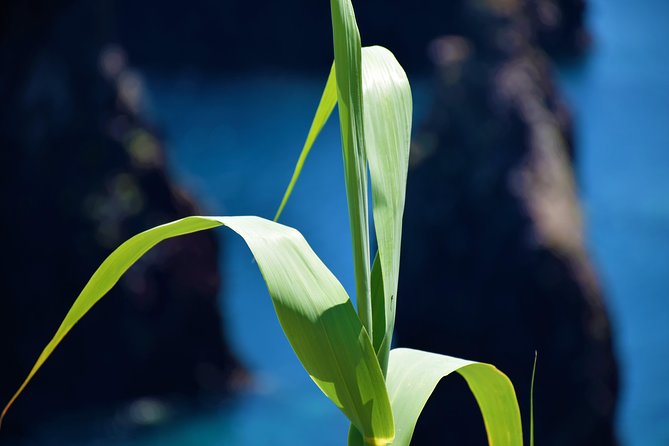 Full Day Tour of Madeira West - What makes the guiding style matter on a day like this
