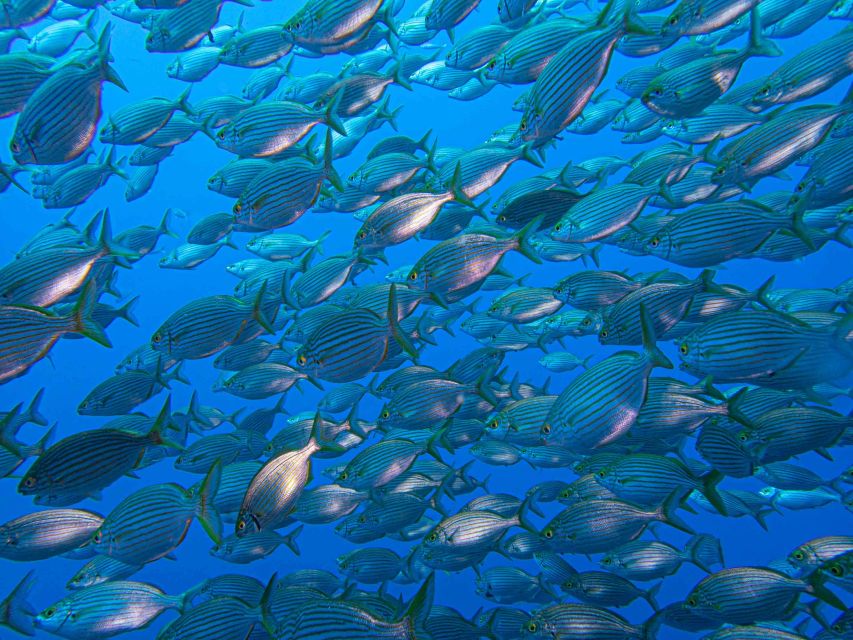 Funchal: Advanced Scuba Diving Afonso Cerqueira Wreck - Exploring the Afonso Cerqueira Inside: Engine Room, Cafeteria, and Captain’s Deck