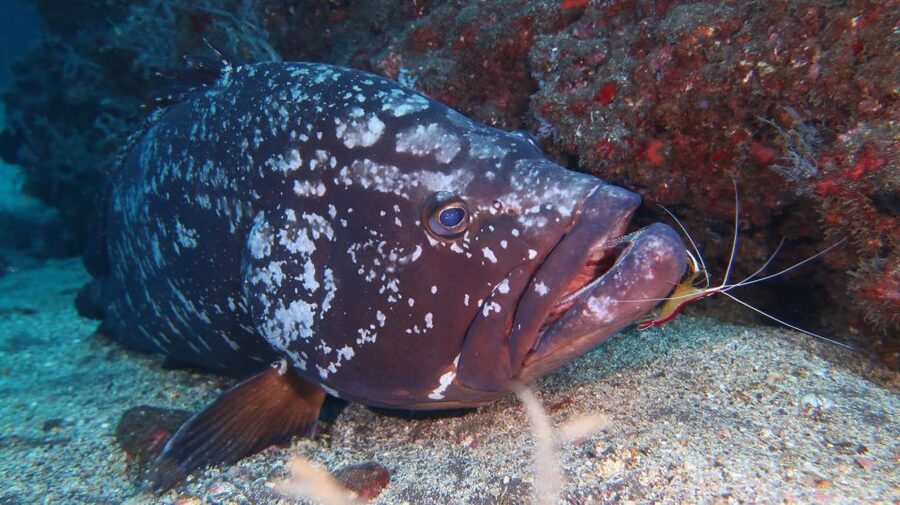 Funchal: Advanced Scuba Diving Afonso Cerqueira Wreck - Gear and What’s Included: Tank, Weight System, and Insurance