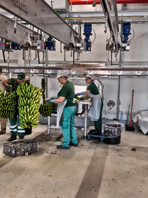Funchal Agriculture Green Tour - GESBA banana sector visit: the part many people never see