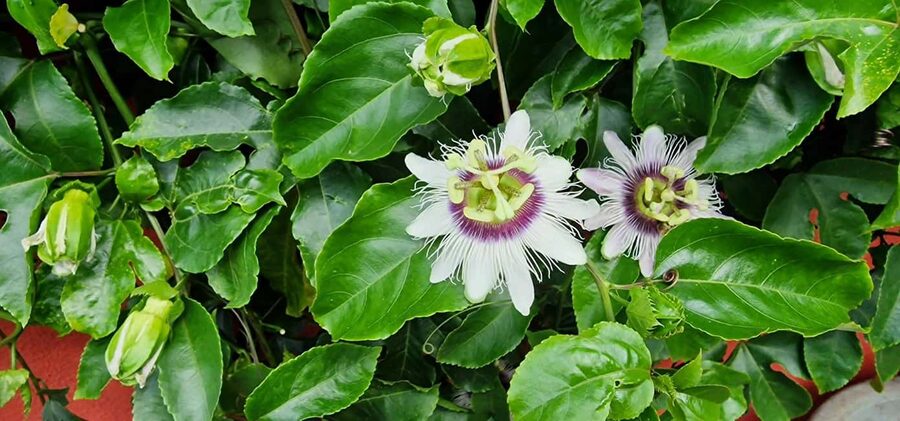 Funchal Agriculture Green Tour - Agriculture School and greenhouse grafting: the practical farming magic