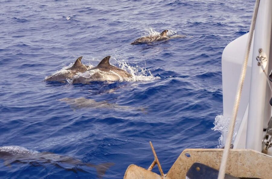 Funchal Bay: Dolphin & Whale Watch Luxury Catamaran Cruise - Who should book this cruise, and who should skip it