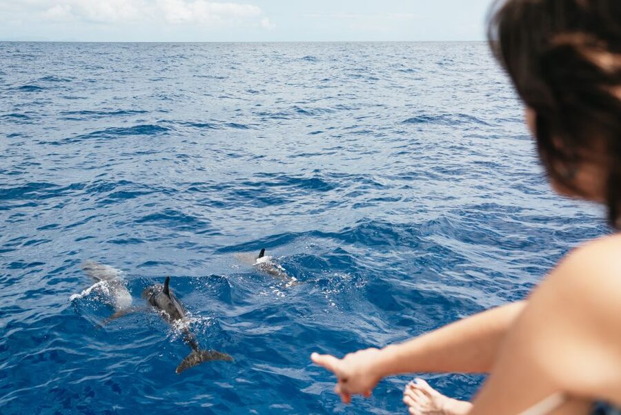 Funchal Bay: Dolphin & Whale Watch Luxury Catamaran Cruise - The secret wildlife stop: dolphins and whale watching the respectful way