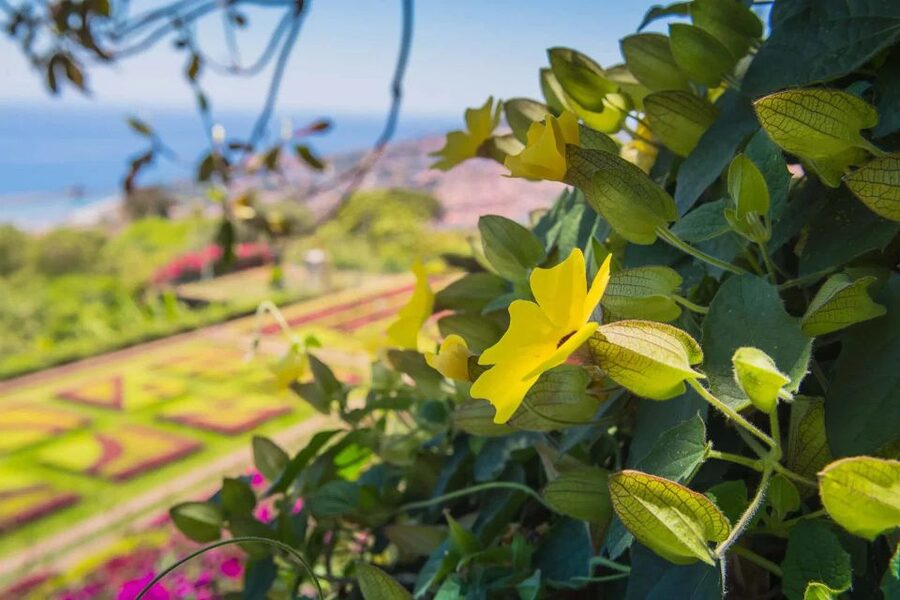 Funchal: Botanical Garden and Old Town Private Tuk-Tuk Tour - Who This Tour Fits Best (and Who Should Skip It)