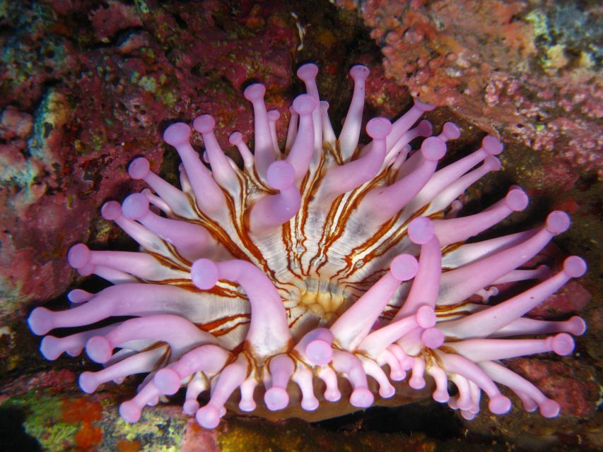 Funchal: Certified Scuba Diving, Guided Tour - Who This Shore Scuba Session Is Best For