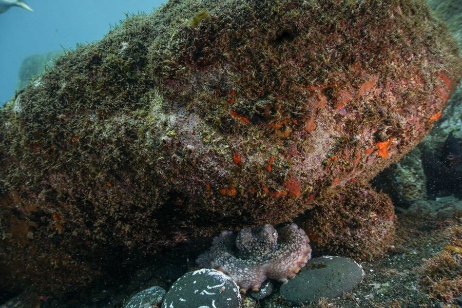 Funchal: Certified Scuba Diving, Guided Tour - A One-Hour Underwater Plan in Madeira’s Eco Park