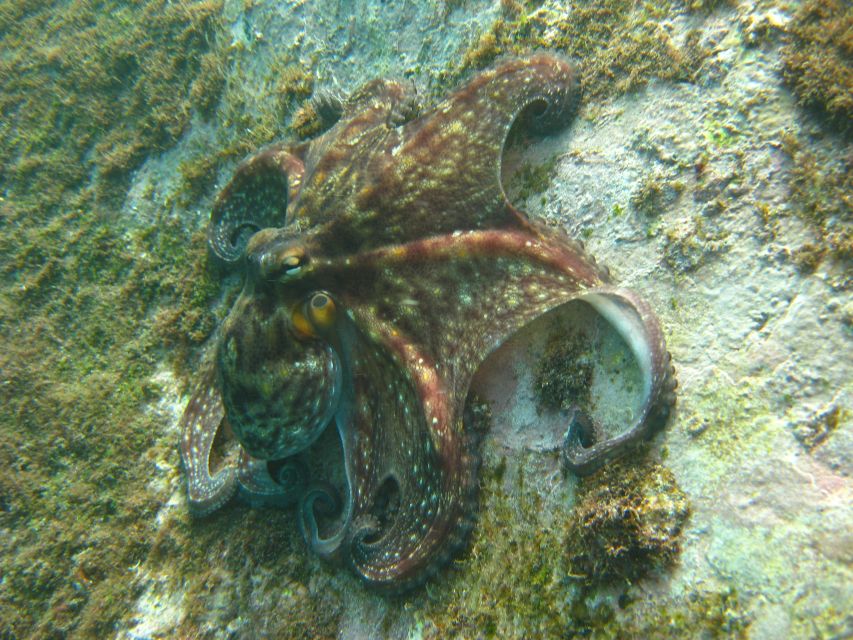 Funchal: Certified Scuba Diving, Guided Tour - Underwater Photography: Gear Options and How to Get Better Shots