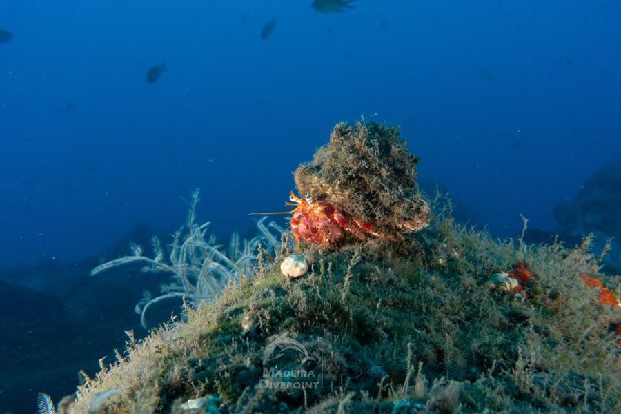 Funchal: Certified Scuba Diving, Guided Tour - Languages and Group Size: Why Small Really Means Better