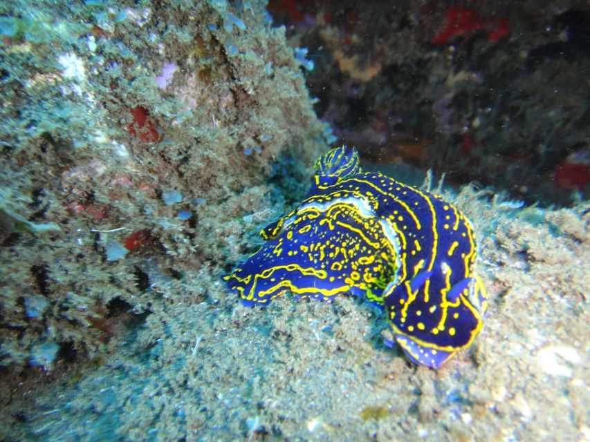 Funchal: Certified Scuba Diving, Guided Tour - Price and Value: Why $33 for 2 Hours Can Make Sense