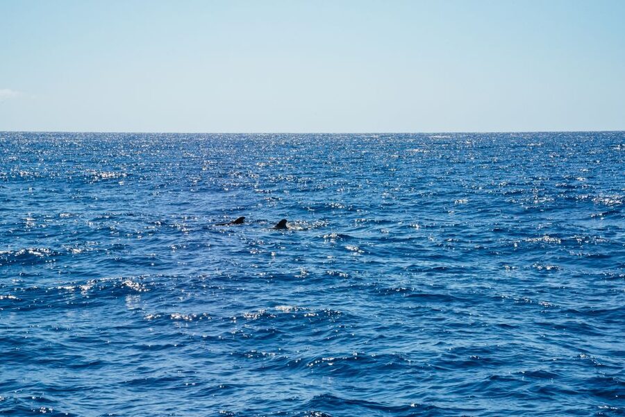 Funchal: Dolphin and Whale Watching by Luxury Catamaran - Key highlights worth knowing
