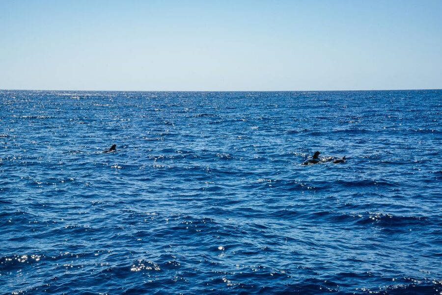 Funchal: Dolphin and Whale Watching by Luxury Catamaran - Who this tour fits best, and who should rethink it
