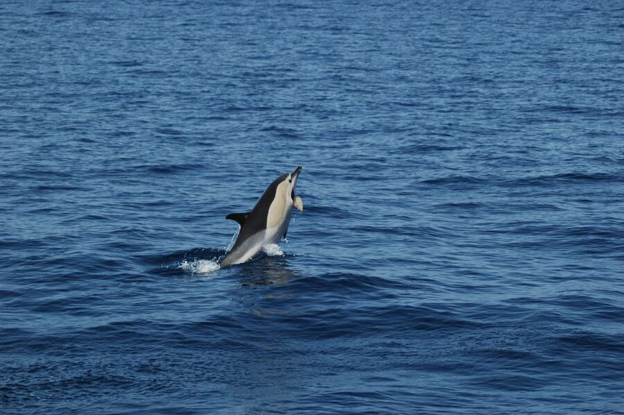 Funchal: Dolphin and Whale Watching Catamaran Cruise - Key things to know before you sail