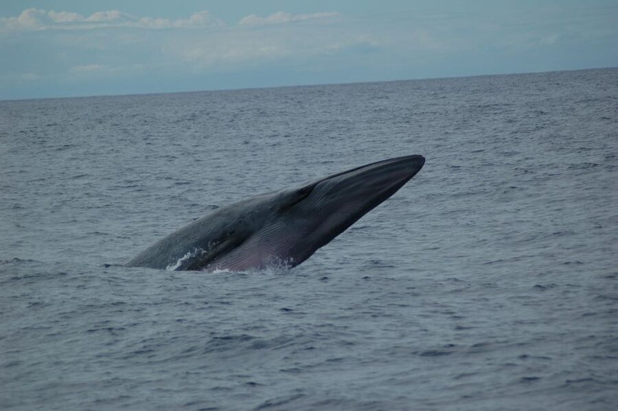 Funchal: Dolphin and Whale Watching Catamaran Cruise - Cabo Girão views and marine-life searching, the Madeira way