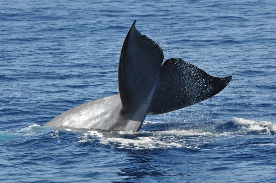 Funchal: Dolphin and Whale Watching Catamaran Cruise - The 3-hour cruise flow: how the search usually plays out