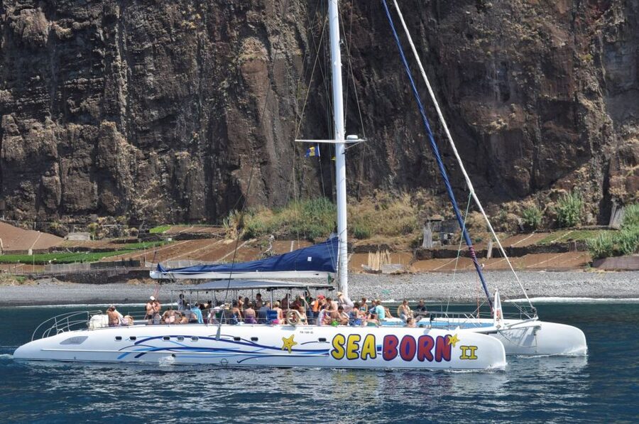 Funchal: Dolphin and Whale Watching Catamaran Cruise - What you can spot: dolphins, pilot whales, turtles, and surprises