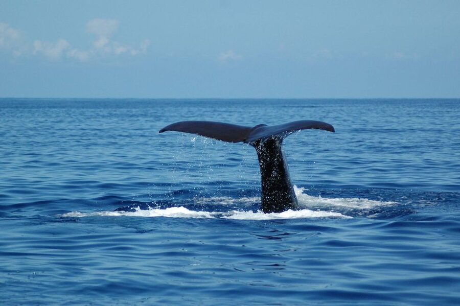 Funchal: Dolphin and Whale Watching Catamaran Cruise - Onboard experience: comfort, space, and the onboard bar