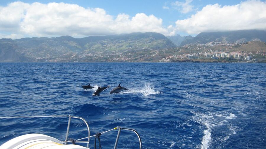 Funchal: Dolphin and Whale Watching Catamaran Cruise - Boarding at Funchal Marina: what to do before the catamaran leaves