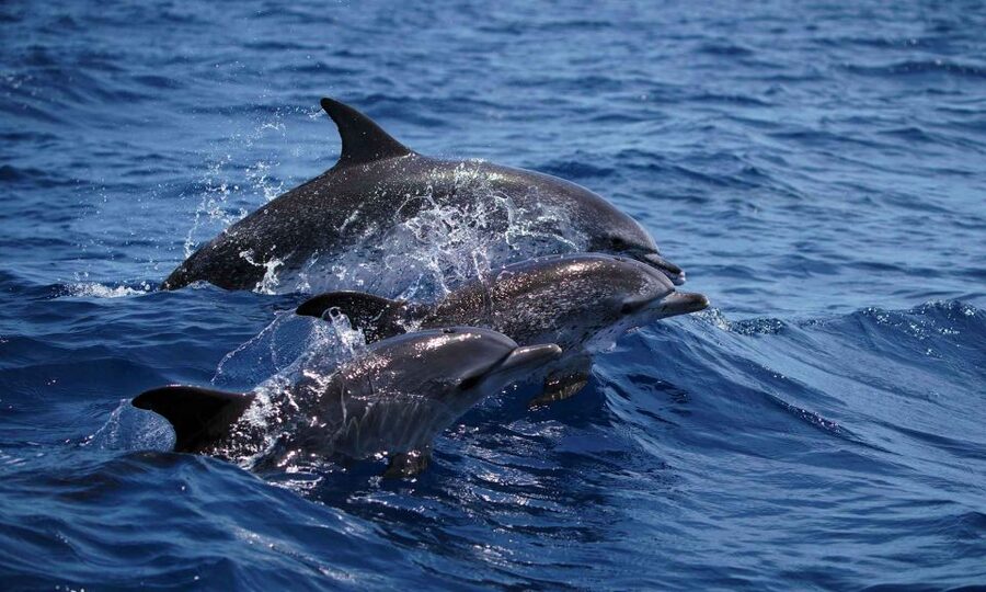 Funchal: Dolphin and Whale Watching Cruise - Why the Sea Safari speedboat works for Madeira wildlife spotting