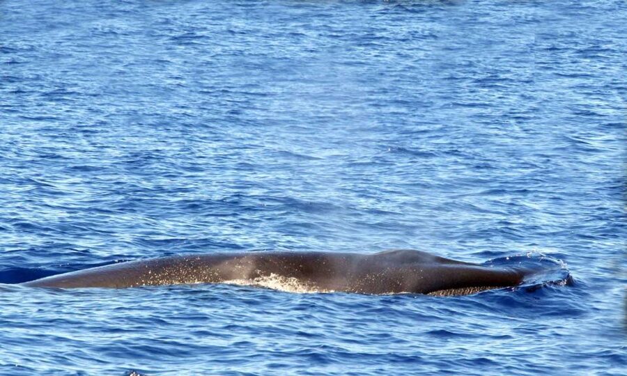 Funchal: Dolphin and Whale Watching Cruise - Comfort, safety, and what to pack for a wet, fast ride