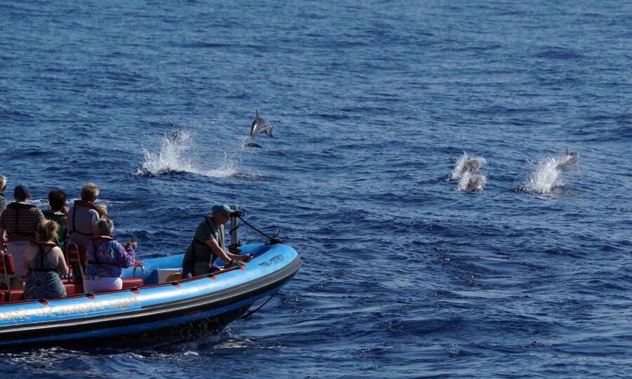 Funchal: Dolphin and Whale Watching Cruise - Value for $58: when this is a smart deal and when it’s not