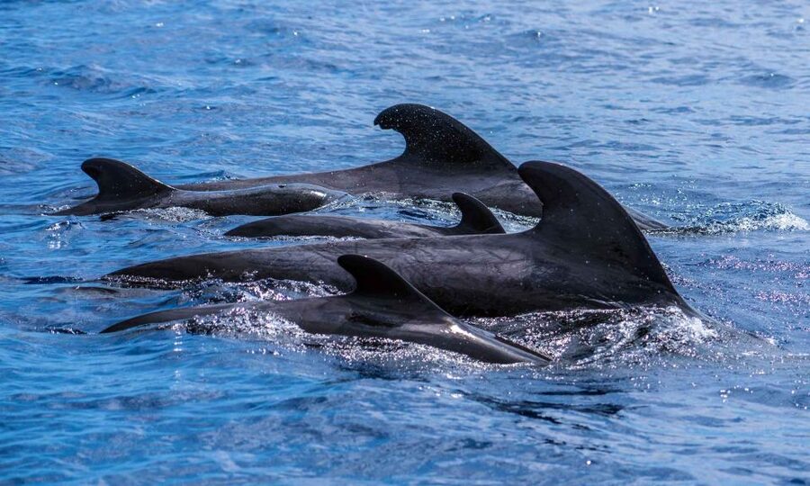 Funchal: Dolphin and Whale Watching Cruise - Who should book this Madeira dolphin and whale cruise