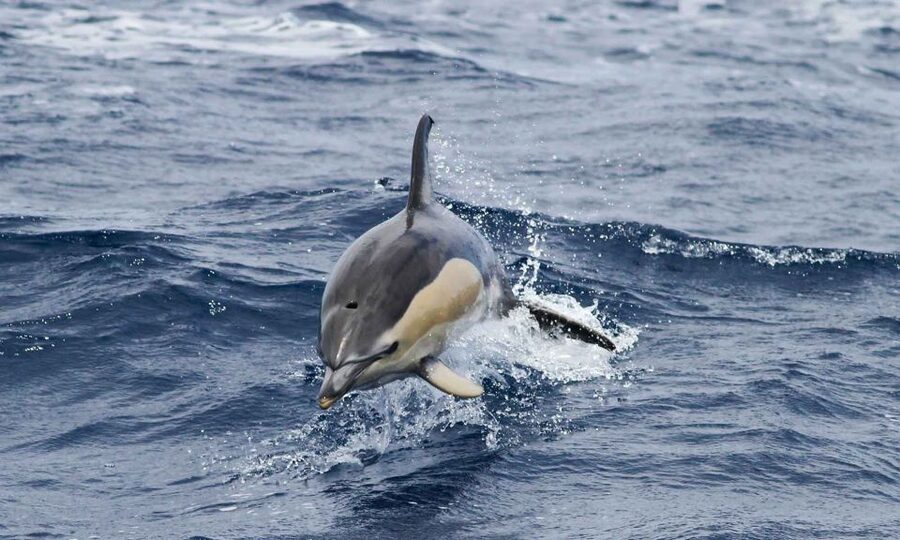 Funchal: Dolphin and Whale Watching Cruise - Should you book it? My straight answer