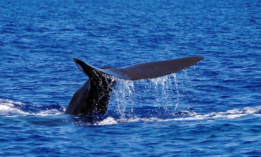 Funchal: Dolphin and Whale Watching Cruise - FAQ