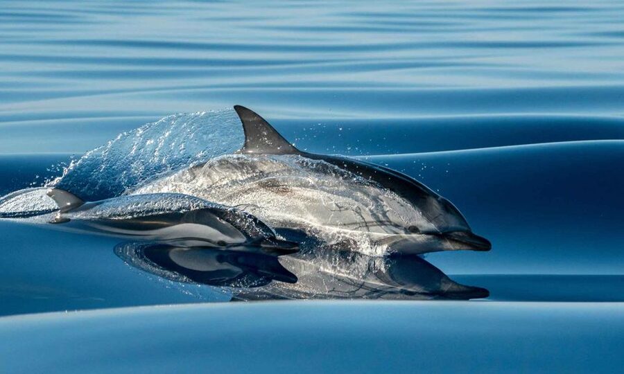Funchal: Dolphin and Whale Watching Cruise - Offshore search: how you find dolphins, whales, turtles, and birds
