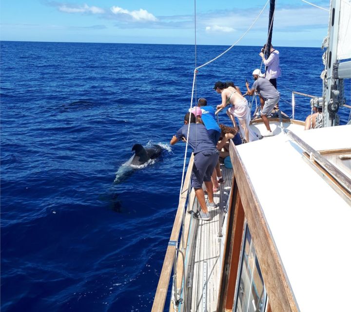 Funchal: Dolphin and Whale Watching Sailing Trip - Who This Sailing Trip Fits Best