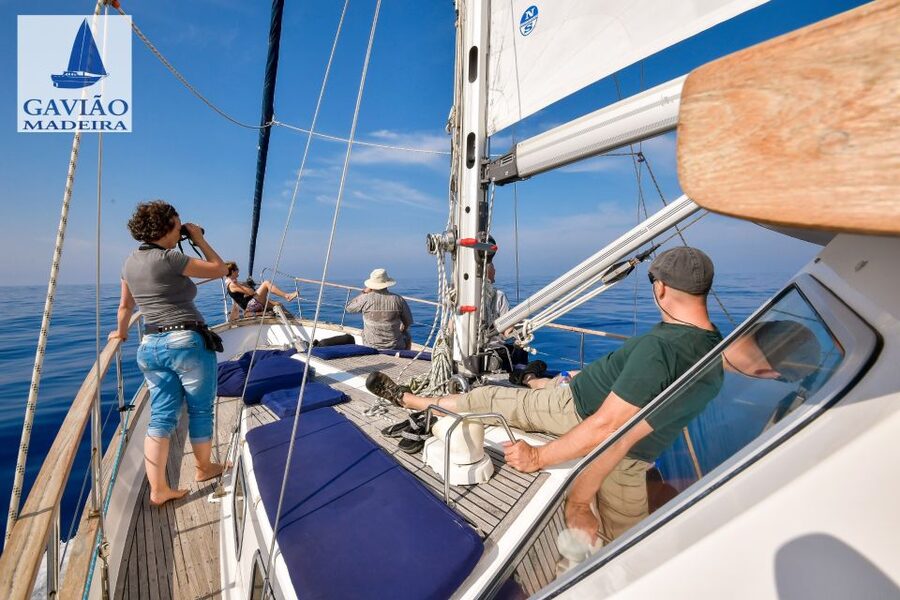 Funchal: Dolphin and Whale Watching Sailing Trip - Cabo Girão: The Swim and Snorkel Stop That Makes the Trip Feel Complete
