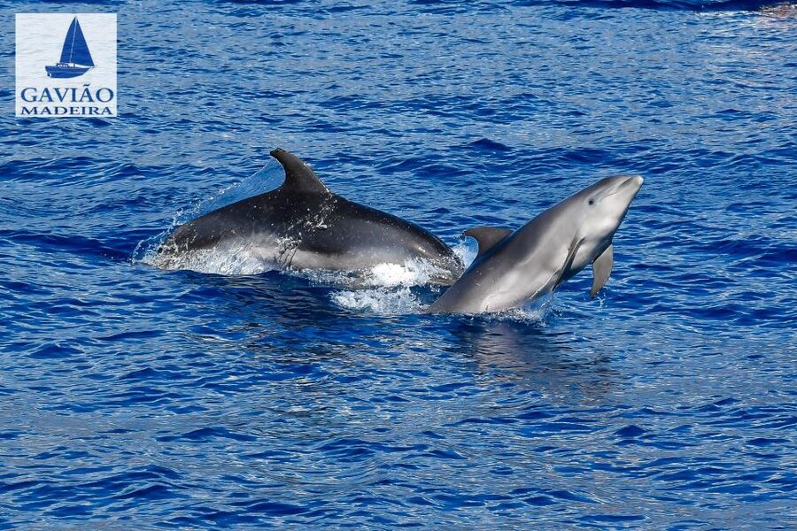 Funchal: Dolphin and Whale Watching Sailing Trip - Price and Value: Is $47 for 3 Hours a Good Deal?