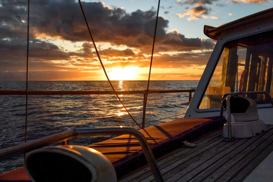 Funchal: Dolphin and Whale Watching Sunset Sailing Tour - Key Highlights