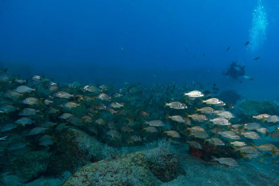 Funchal: DPV- Scooter Dive Adventure - The Briefing That Sets the Tone, Safety Plus Confidence