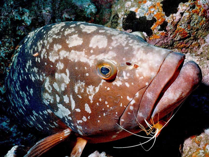 Funchal: Garajau national park - certified divers - Key things to know before you go