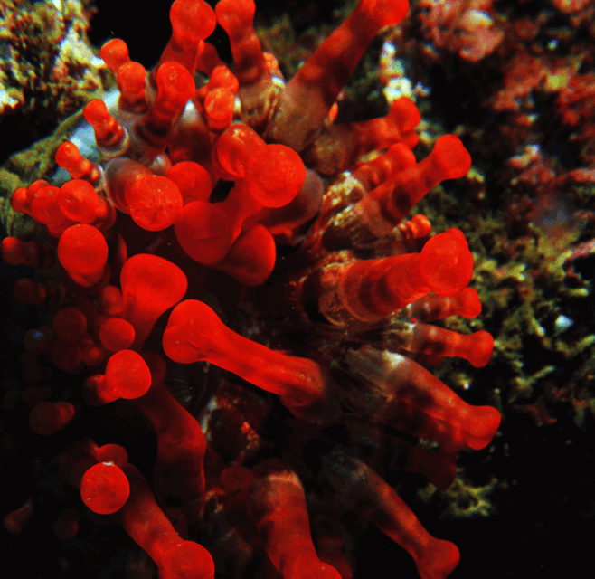 Funchal: Garajau national park - certified divers - Praia do Garajau underwater time: what you should expect to see