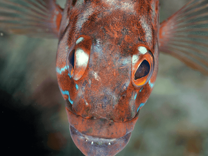 Funchal: Garajau national park - certified divers - Dusky Grouper behavior: how to get the best encounters without stressing out