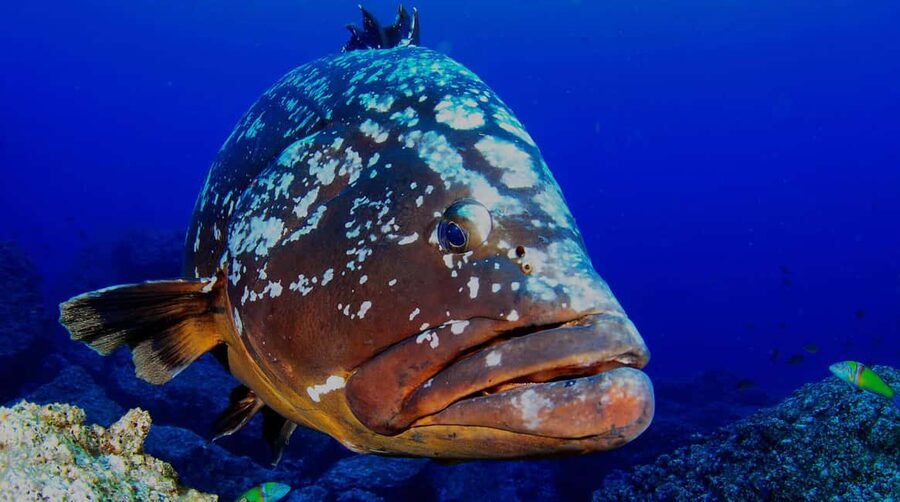 Funchal: Garajau national park - certified divers - Languages, group size, and why that matters underwater