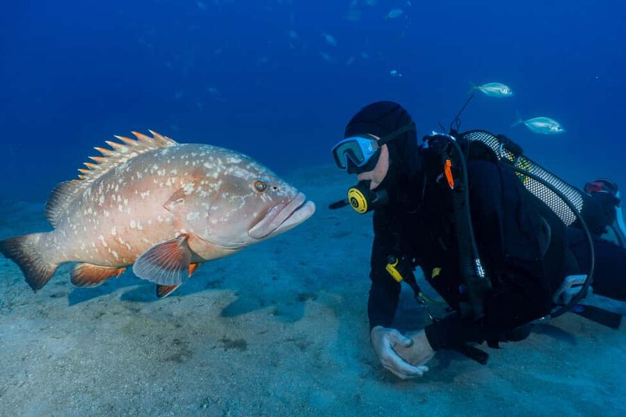 Funchal: Garajau national park - certified divers - Meeting at Pestana Carlton: the smooth start you’ll appreciate