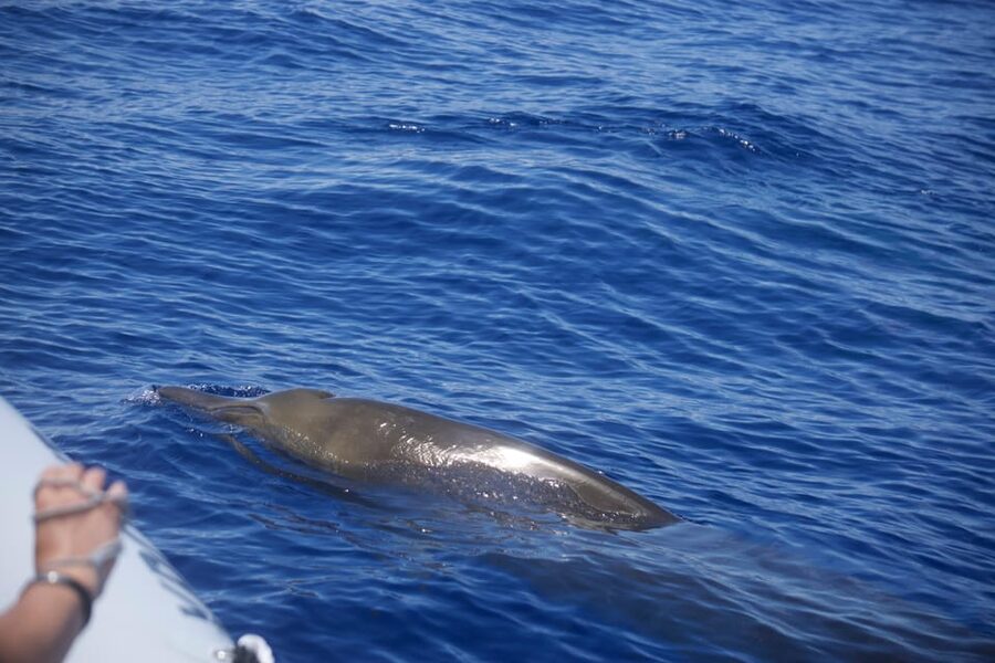 Funchal: Guarantee Wild Dolphin&Whale Watching by RIB - Key things that make this tour work well