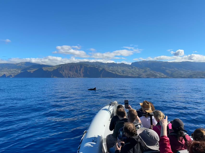 Funchal: Guarantee Wild Dolphin&Whale Watching by RIB - Practical tips to make your day smoother